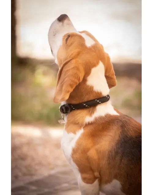 Pénélope Billie Dog Collar 1