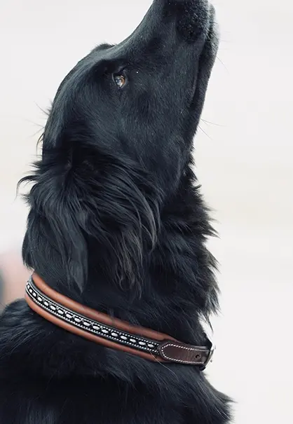 Pénélope Leather Dog Collar 2