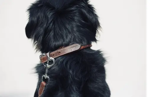 Pénélope Leather Dog Collar 2