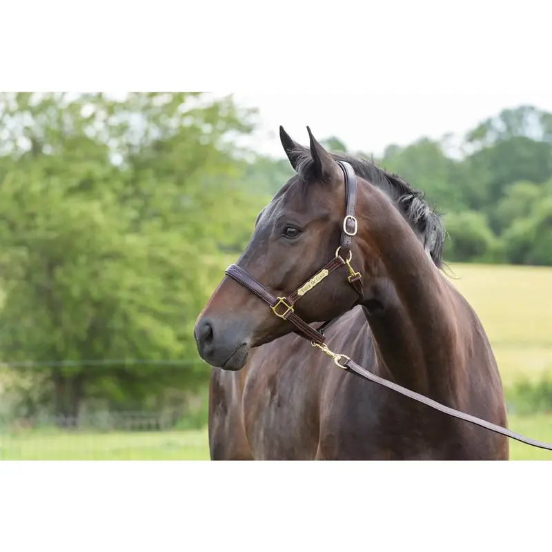 Perri's Fancy Stitched Leather Halter With Nameplate 1