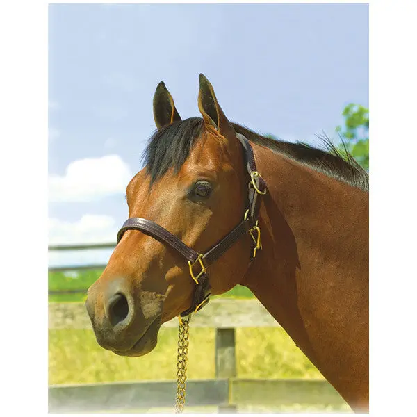 Perri's Premium Leather Show Halter 1