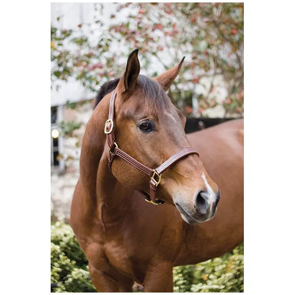 Perri's Professional Halter 1