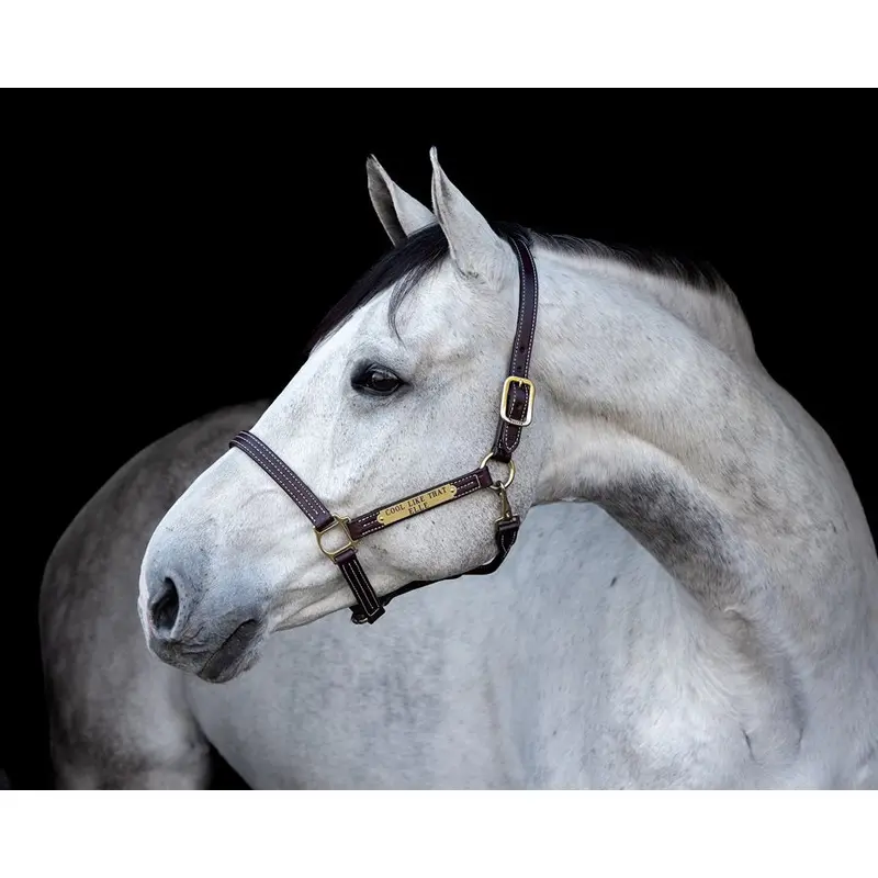 Perri's Professional Halter With Nameplate 2