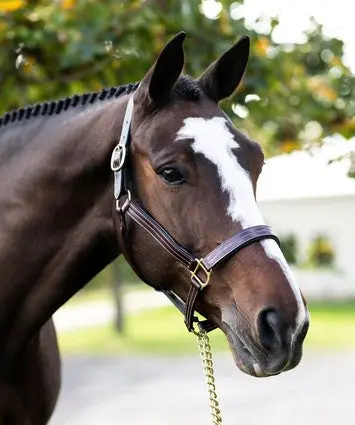 Red Barn Julie Fixed Nose Halter 1