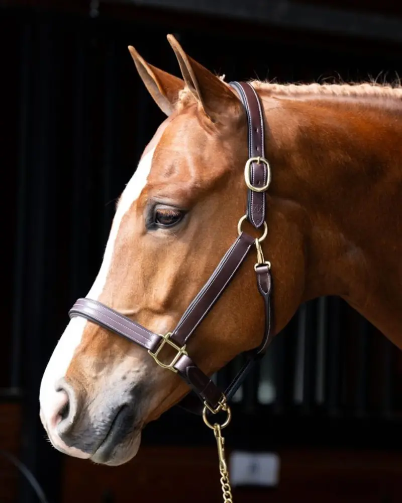 Red Barn Lainie Show Halter 1
