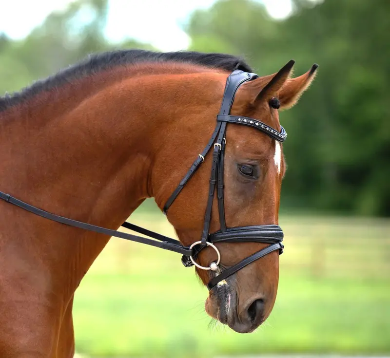 Red Barn Olympian Dressage Bridle 1