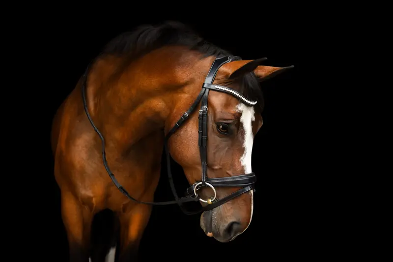 Red Barn Pace Bridle 1