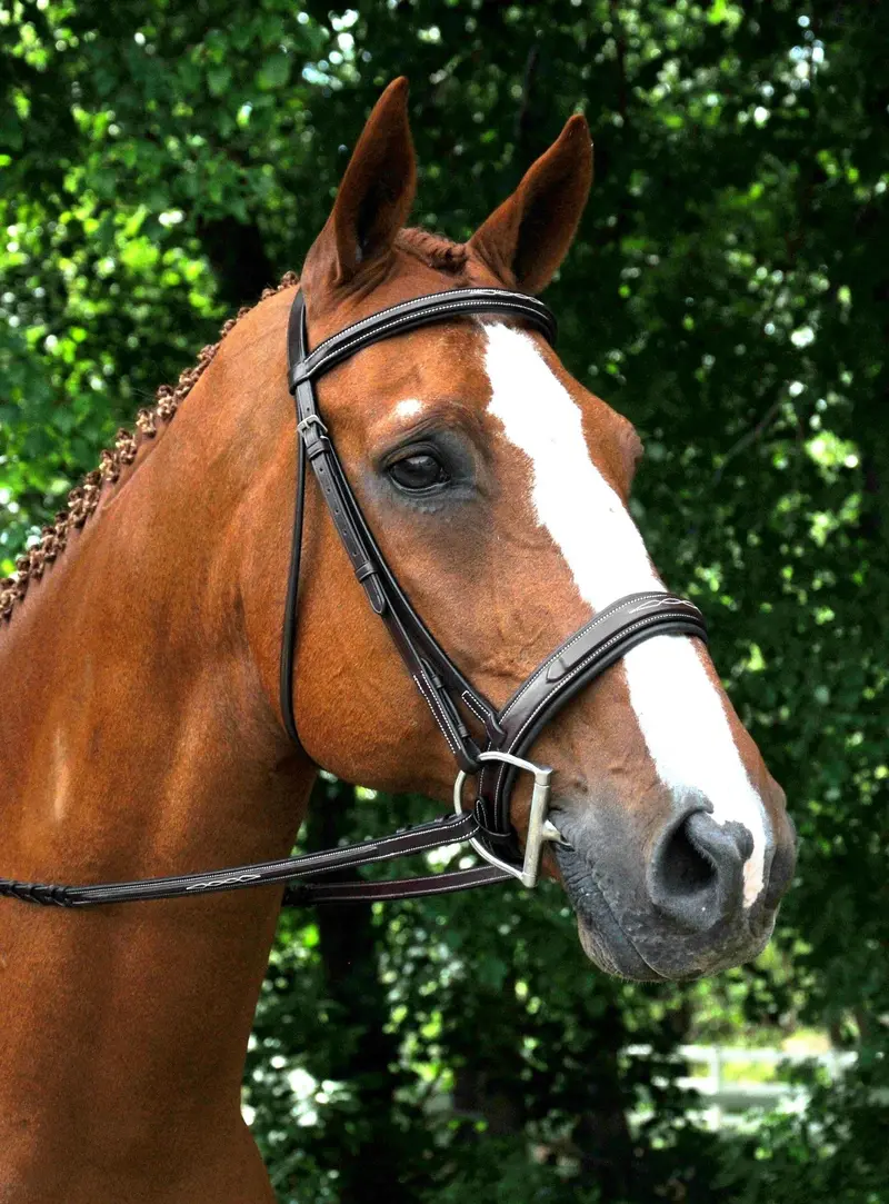 Red Barn Tryon Fancy Stitched Bridle 1