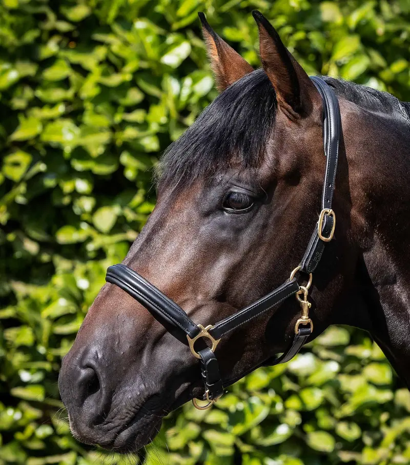 Rego Padded Leather Head Collar Black 1