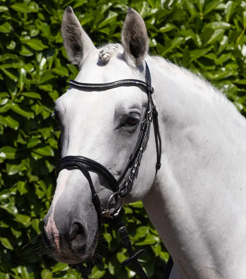 Rivere Snaffle Bridle Black 1