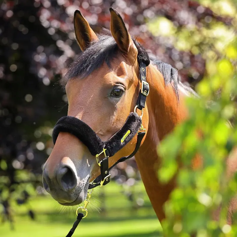 Sale Arma Fleece Halter 1