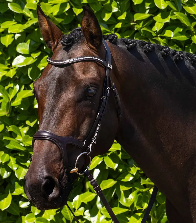 San Paolo Anatomical Bridle Brown 1