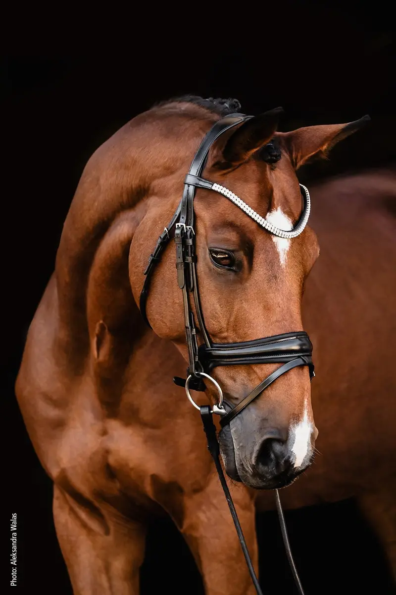Schockemöle Bridle Sp Isabell Werth Johnny 2