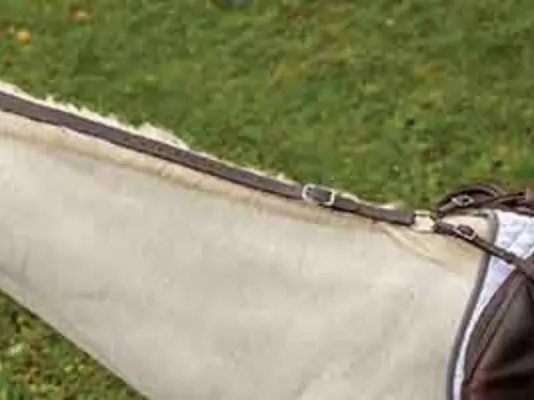 Shires Avignon Daisy Rein 1