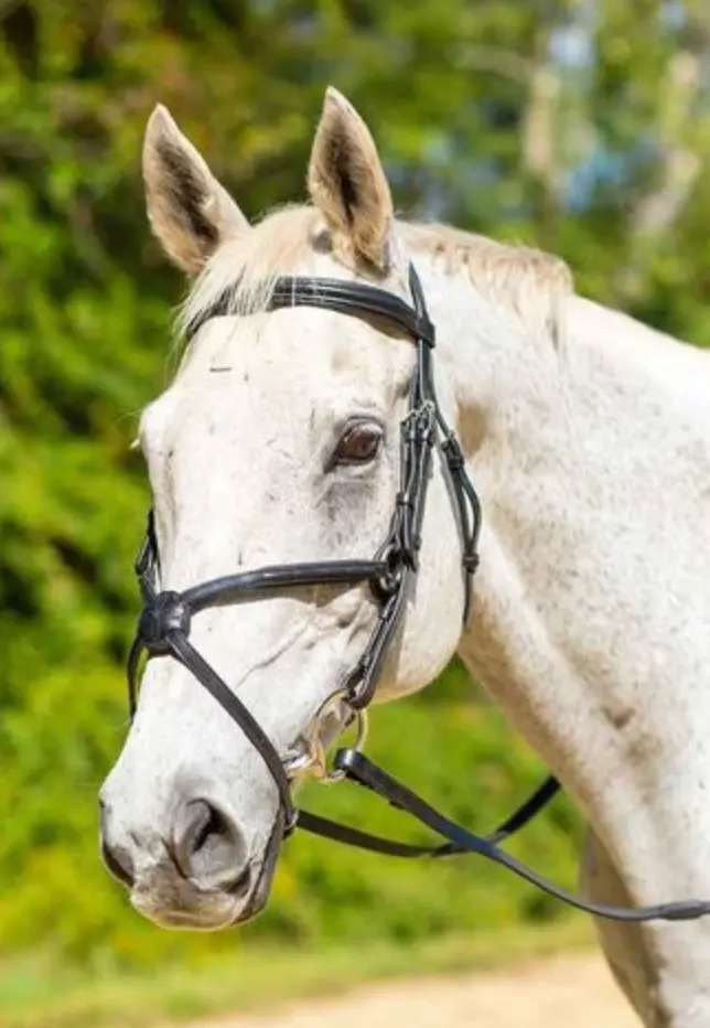 Shires Avignon Woodside Bridle 1
