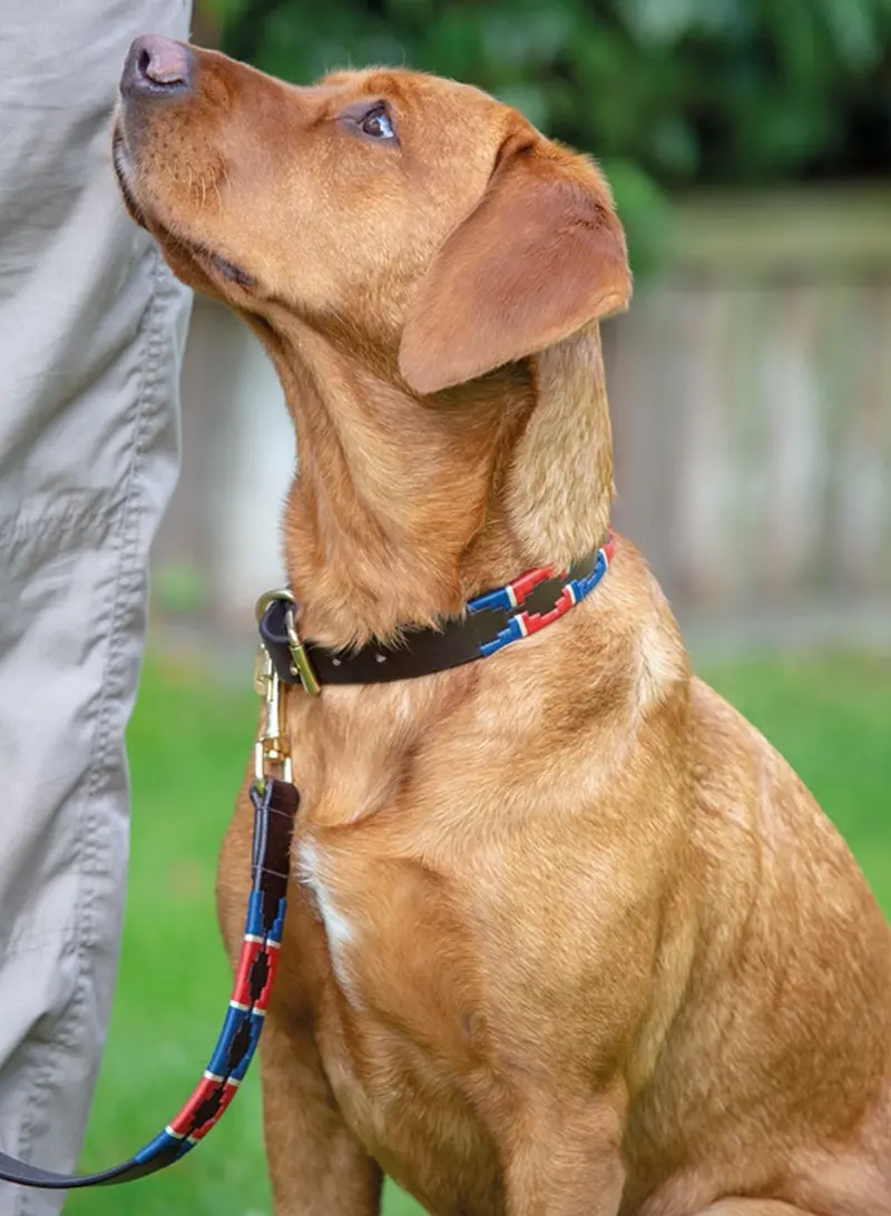 Shires Drover Polo Dog Collar Or Lead** 1