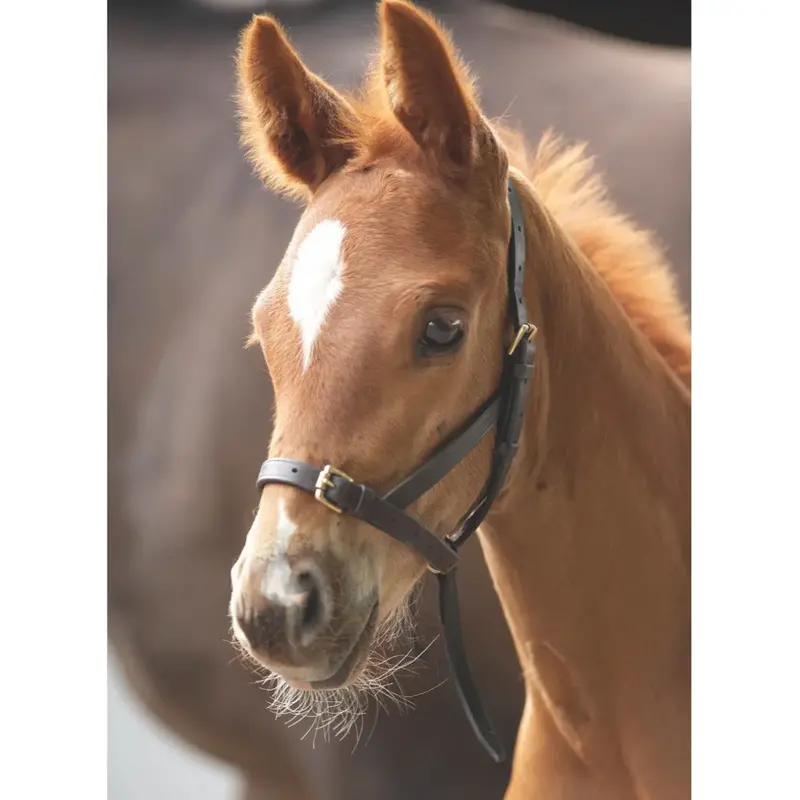 Shires Leather Foal Slip Halter 1
