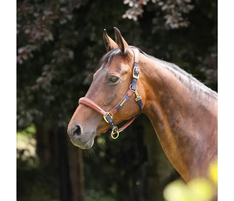 Shires Lusso Padded Leather Breakaway Halter
