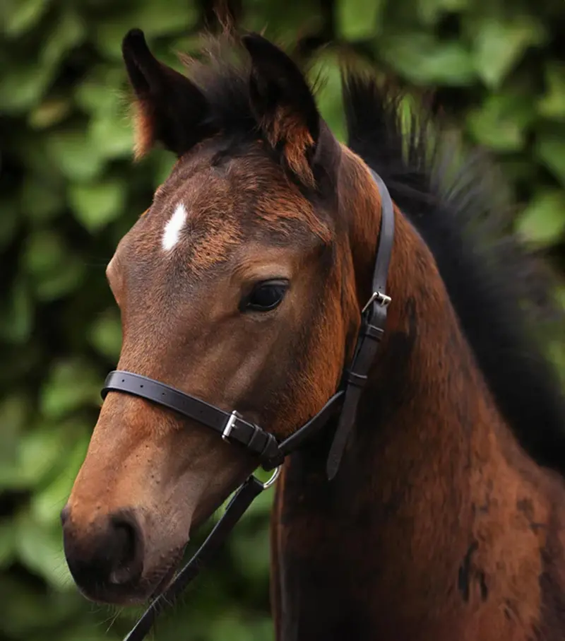 Standard Foal Slip 3/4" Dark Havana 1