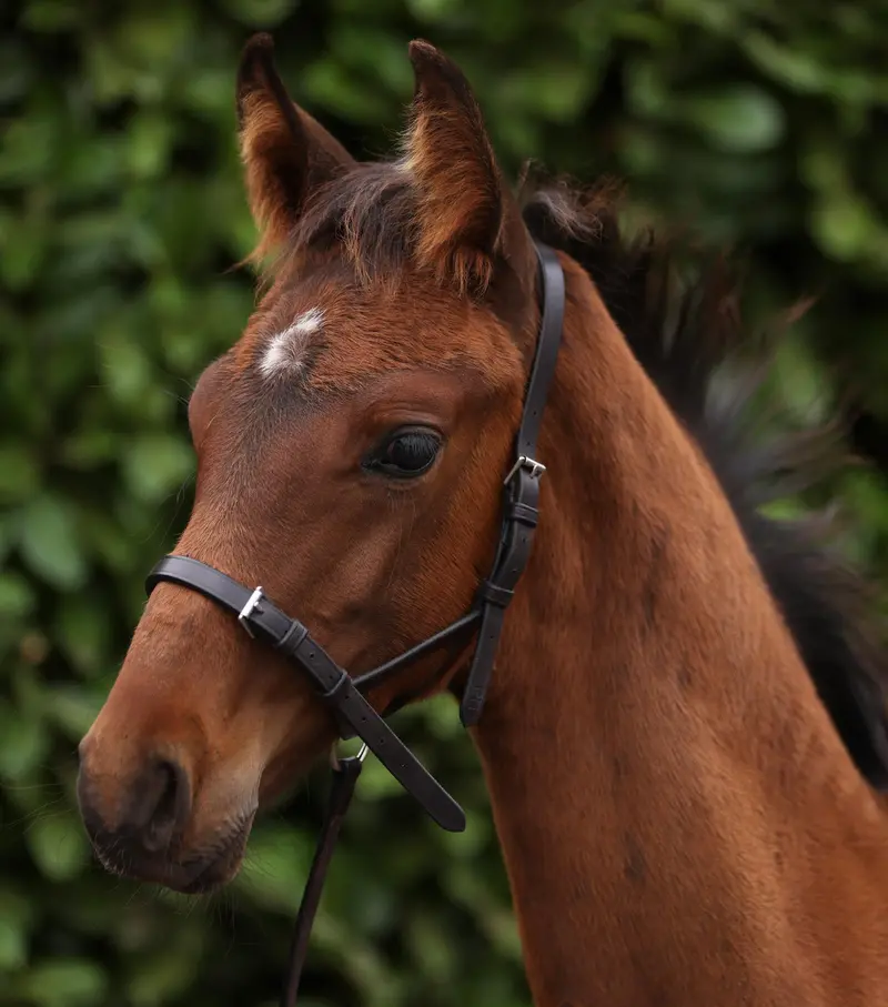 Standard Foal Slip 5/8" Dark Havana 1