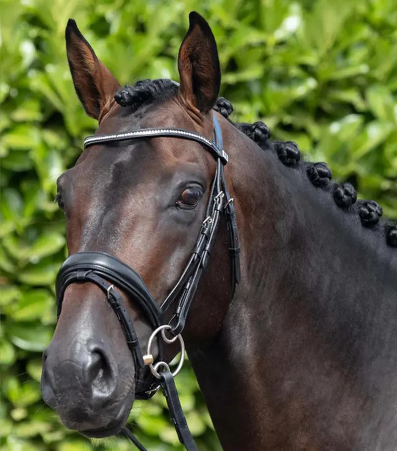 Stellazio Anatomic Snaffle Bridle With Flash Black 1