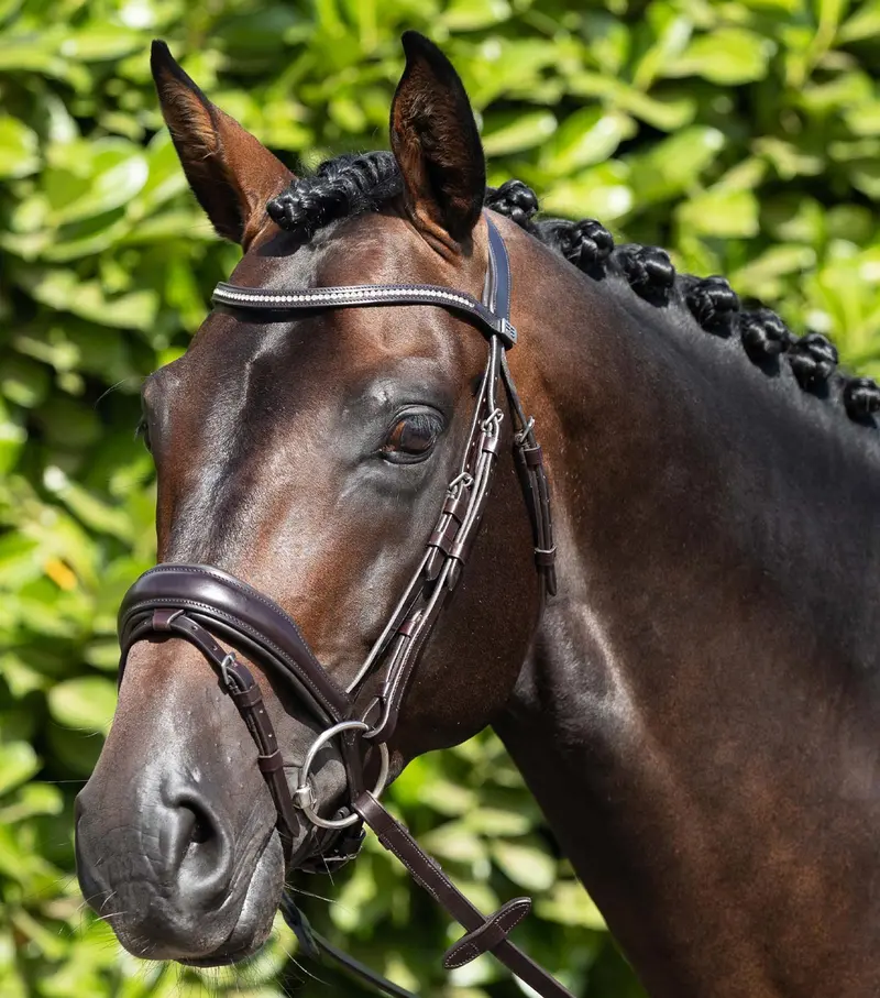 Stellazio Anatomic Snaffle Bridle With Flash Brown 1