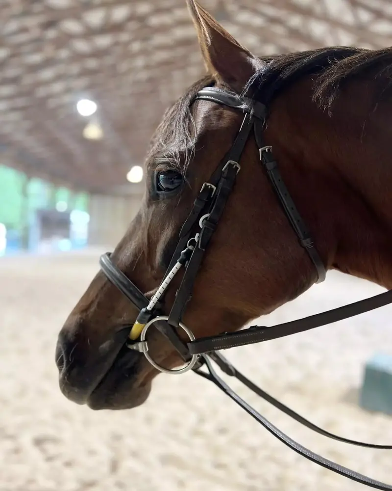 Thinline Bridle Busy Buddy 1