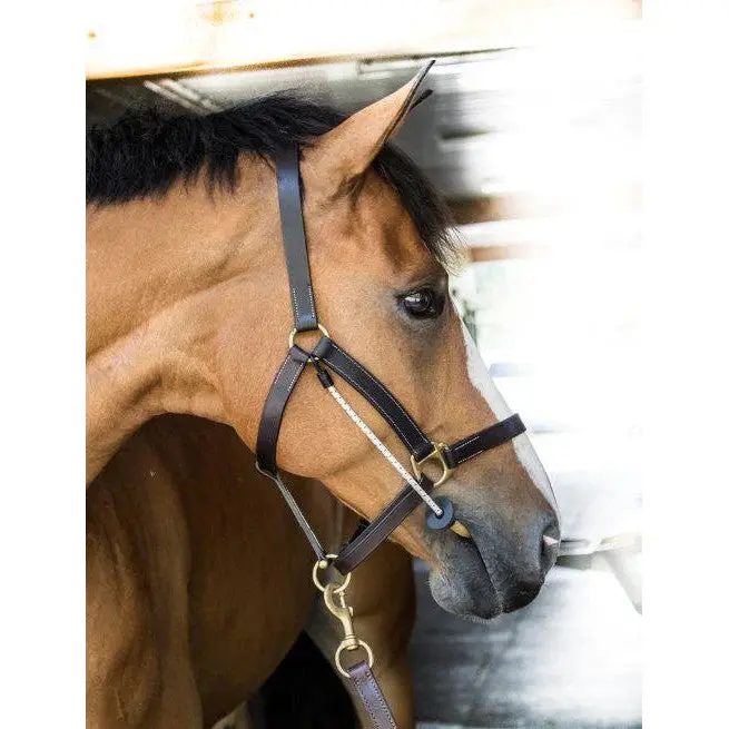 Thinline Busy Buddy For Halter 1