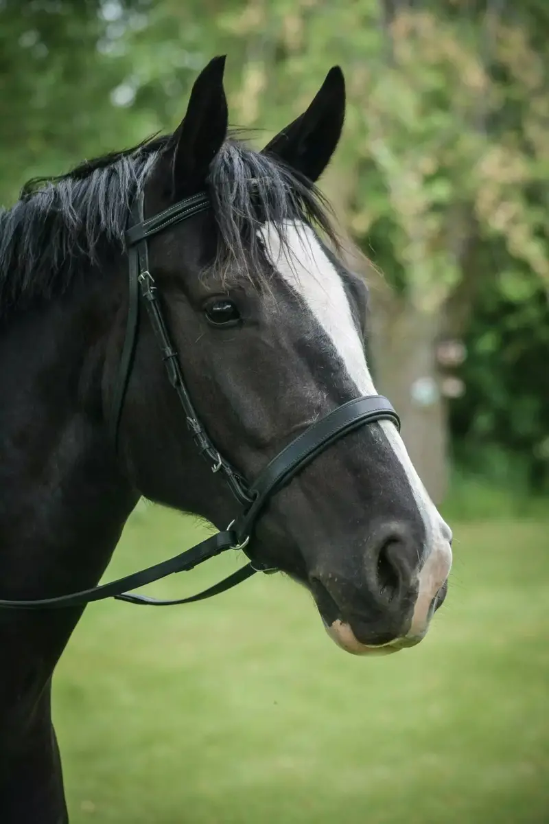 Thinline Ez Harmony Bitless Noseband Bridle Converter 1