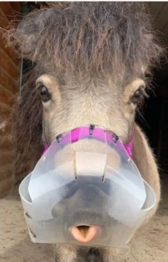Thinline Flexible Filly Slow Feed Grazing Muzzle 4