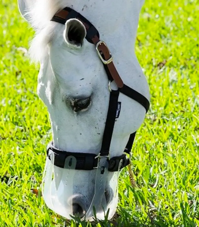 Thinline Flexible Filly Slow Feed Grazing Muzzle 5