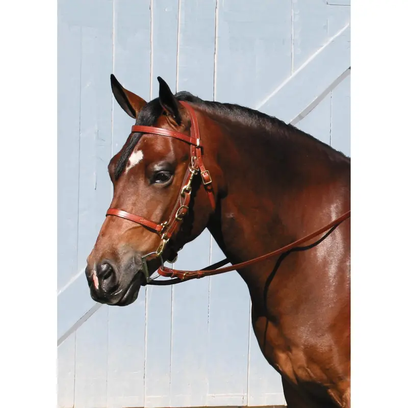 Tory Leather Combo Bridle And Halter 1