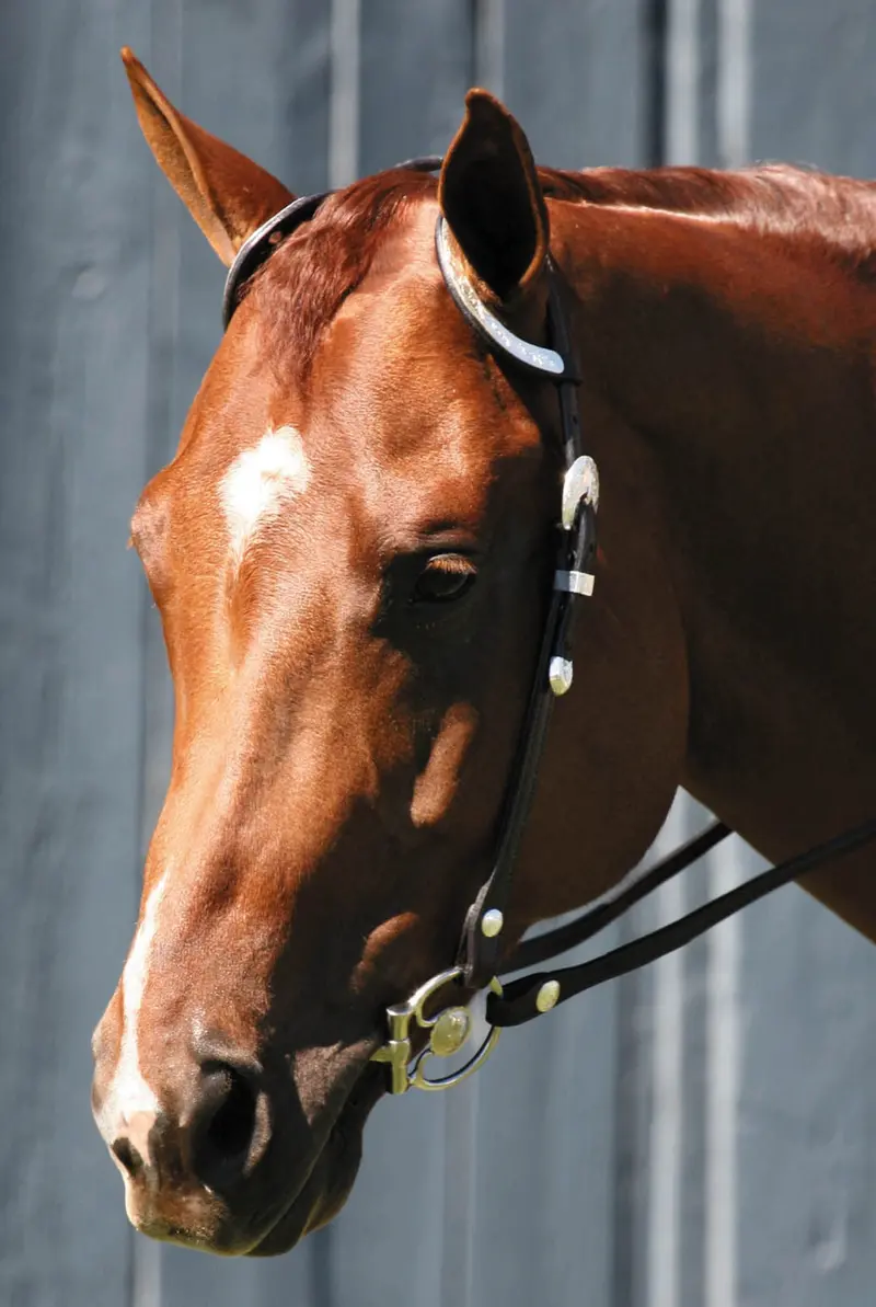 Tory Leather Oklahoma Double Ear Show Headstall 1