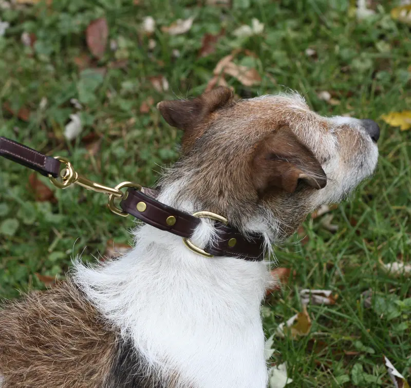 Tory Martingale Control Dog Collar 1