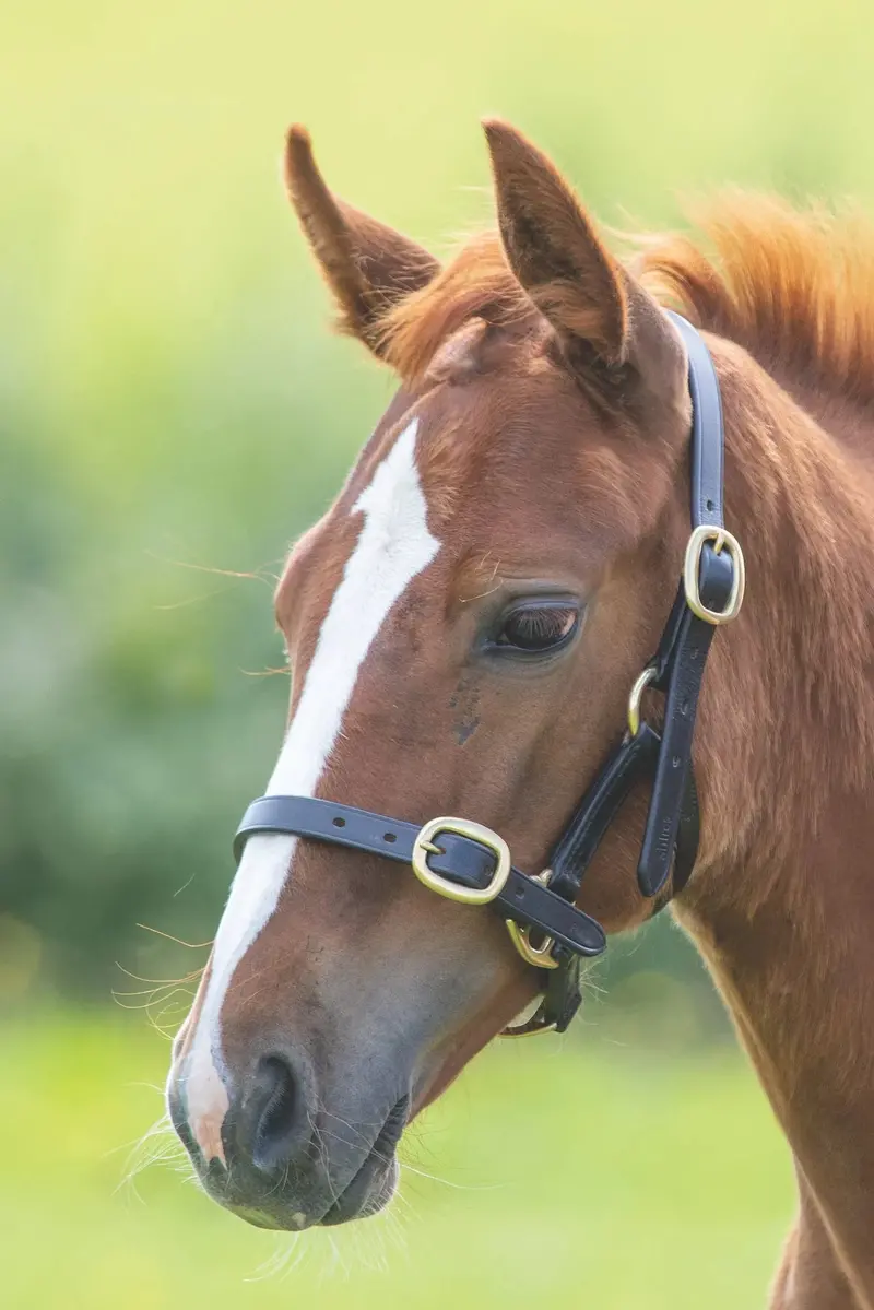 Velociti Gara Adjustable Leather Halter 1