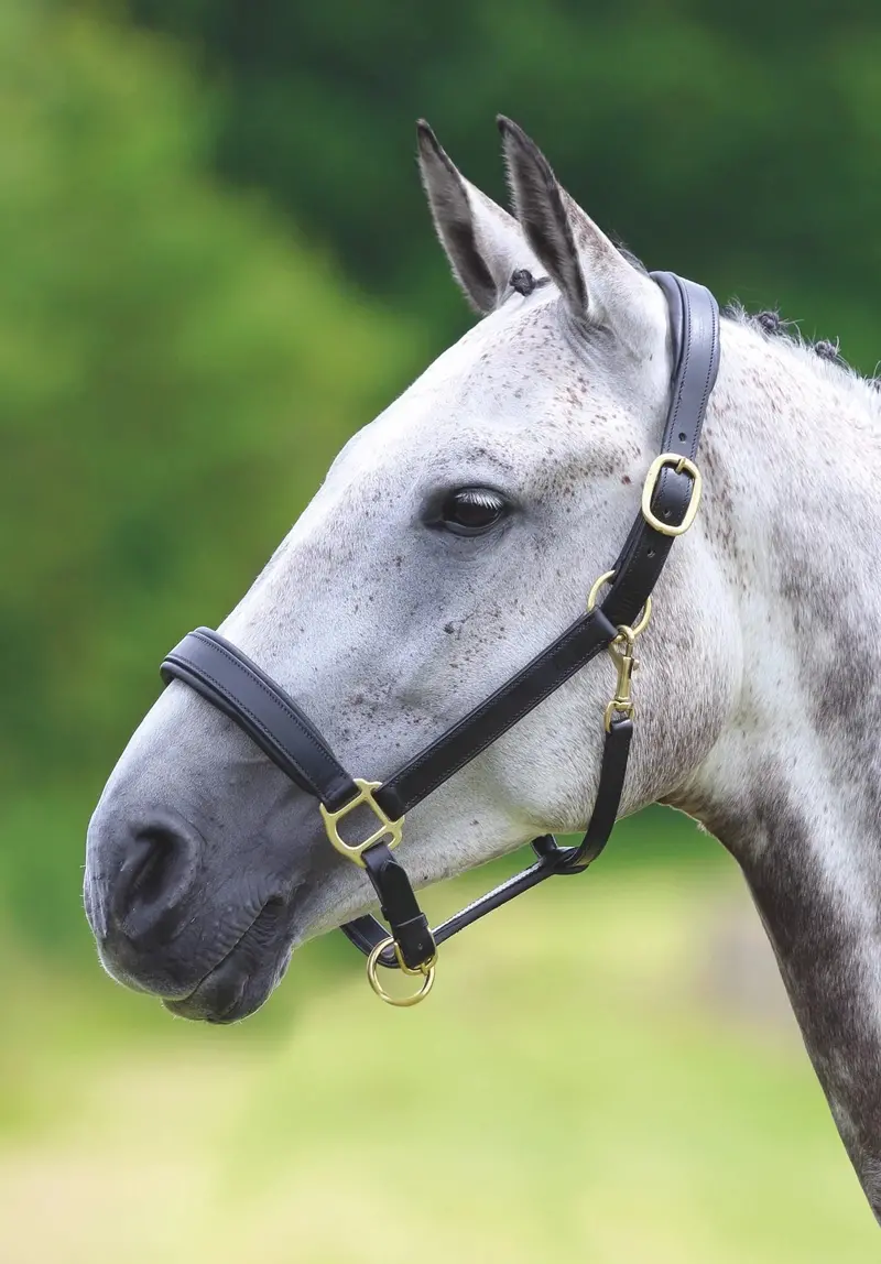 Velociti Gara Leather Travel Halter 1