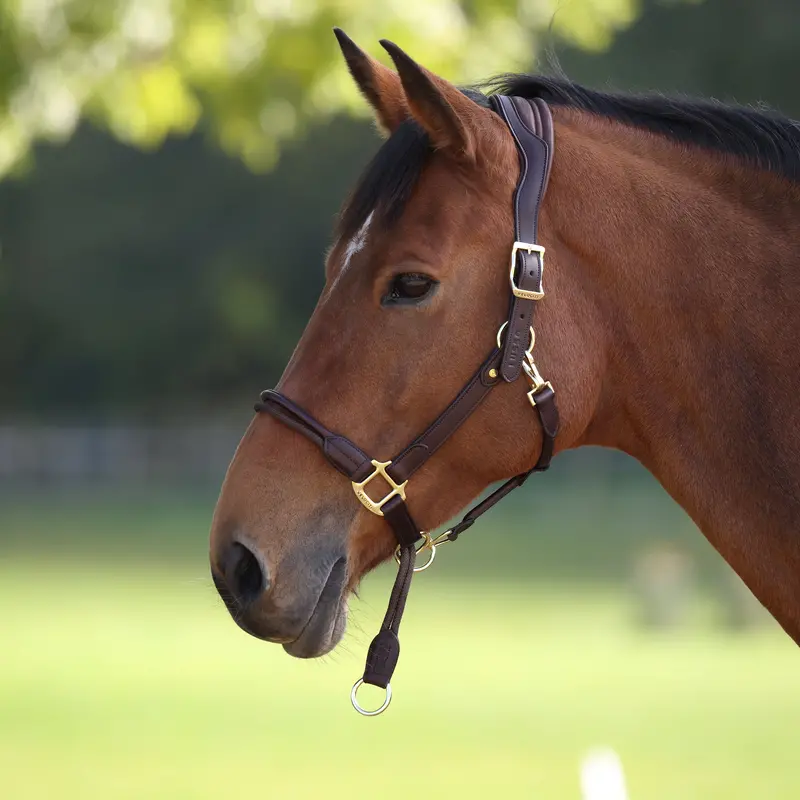 Velociti Lusso Soria Control Leather Headcollar 2