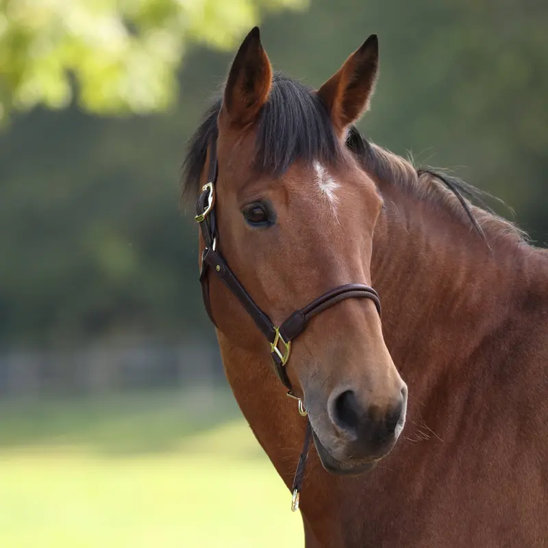 Velociti Lusso Soria Control Leather Headcollar 5