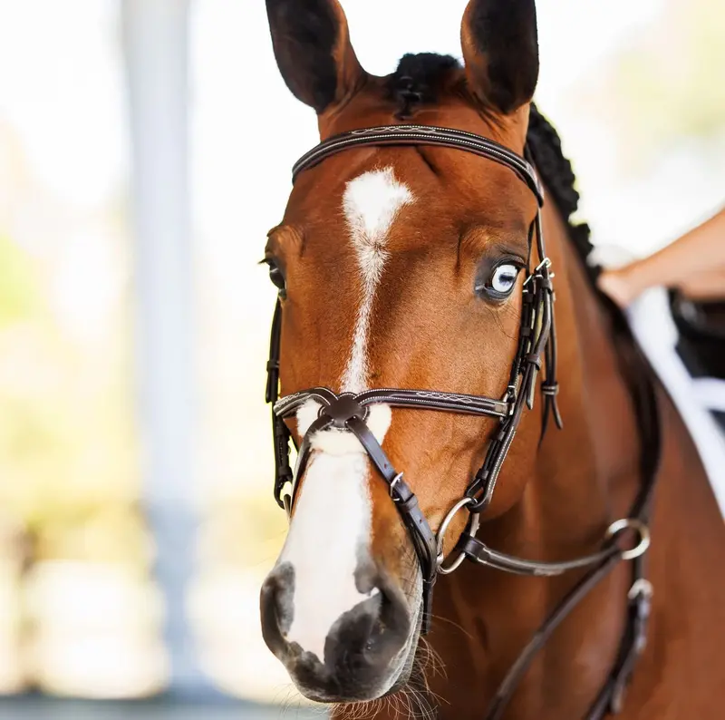 Velociti Pro Series Lusso Figure 8 Bridle 1