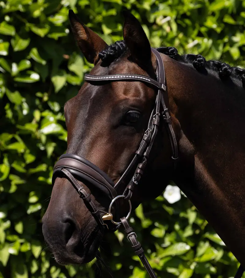 Veneto Anatomical Snaffle Bridle Brown 1