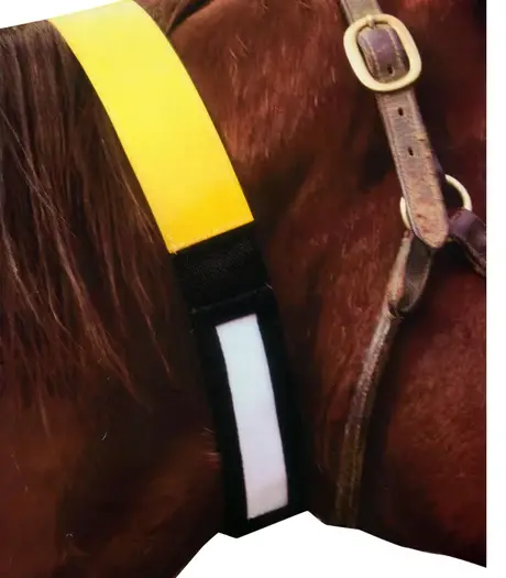 World Class Equine Horse Id Tag 1
