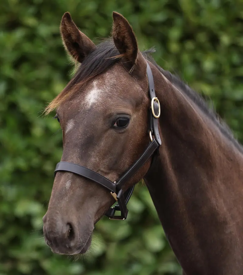 Yearling Headcollar 1" Dark Havana 1